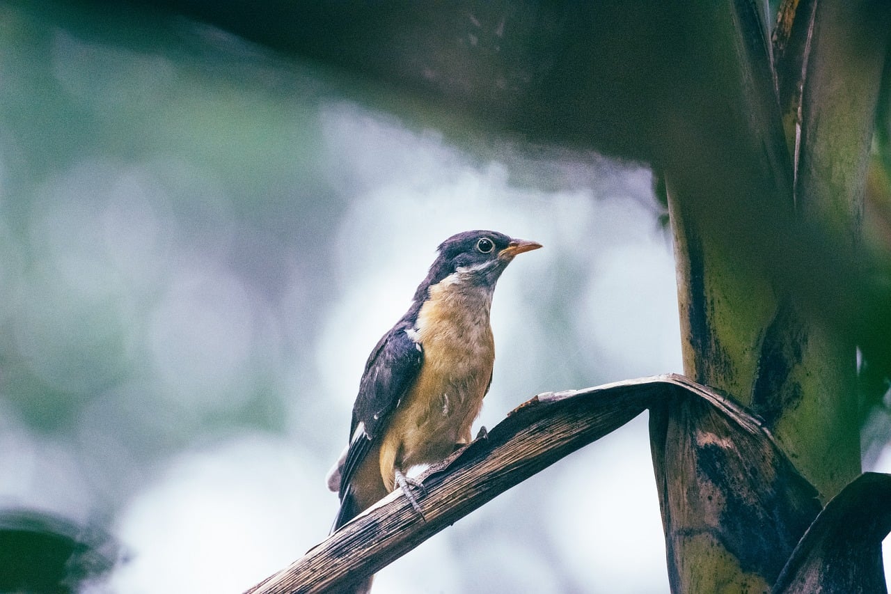 Complete Best Mobile Slot Apps India vs MelBet: Which Is Better for Indians in 2026?